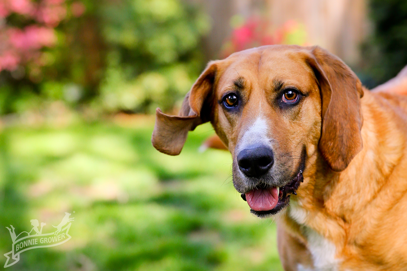 Oahu Pet Photographer Bonnie GrowerBonnie Grower Pet Photography